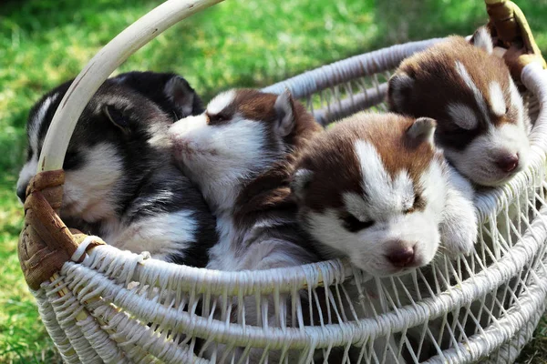 Yeni doğan Sibirya husky. Köpek Sibirya husky. Sibirya husky bakır color.it çim üzerinde oturur — Stok fotoğraf