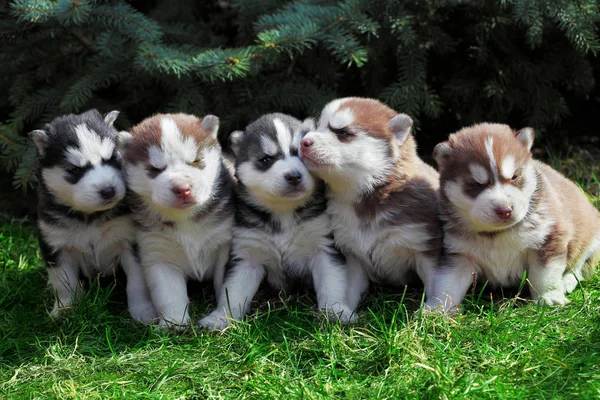 Yeni doğan Sibirya husky. Köpek Sibirya husky. Sibirya husky bakır color.it çim üzerinde oturur — Stok fotoğraf