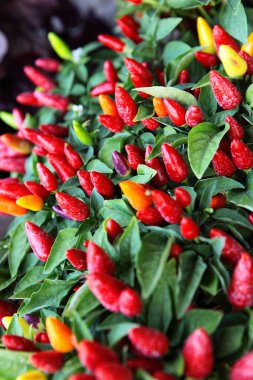 Bush of Small Red Hot Chili Peppers 'ın yakın çekimi. Capsicum frutescens. Bitki yetiştirme detayı. Bahçe yatağı, sera. Konik biberler, yeşil yapraklar. Baharatlı biyokimyasallar. Kapsaisin, karoten..