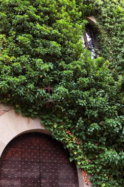 Eski ortaçağ kapı ve penceresi, sarmaşık ve üzümlü duvar. Arka plan.