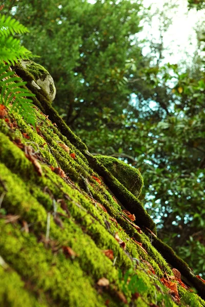 El musgo verde crecido cubre las piedras ásperas en el bosque. Mostrar con vista macro. Rocas llenas de musgo . —  Fotos de Stock