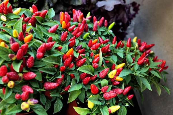 Bush of Small red hot chili peppers close-up. Capsicum frutescens. Growing plant detail. Garden bed, greenhouse. Conical chillies, green leaves. Spicy bio capsicums. Capsaicin, carotene. — Stock Photo, Image