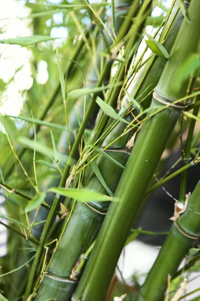 Bamboo.Textuur.Achtergrond.Verse bamboe fotografie.Groene kleur.Verse. — Stockfoto