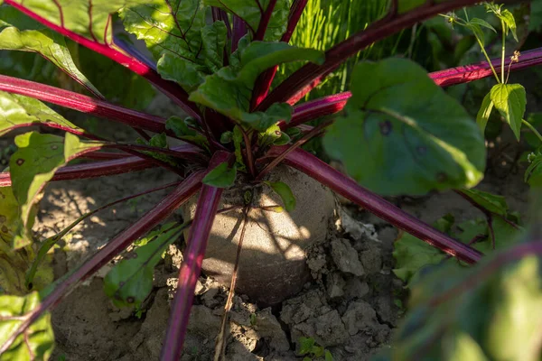 Parlak pancar kökleri ve canlı kırmızı yapraklar verimli bir bahçede büyür. Etrafı güneş ışığı altında zengin topraklarla çevrilidir..