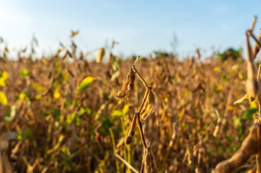 Engin bir tarım tarlasında hasat için hazır altın olgun soya tohumları. Açık mavi gökyüzünün altında sıcak güneş ışığıyla kuru mahsul..