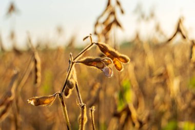 Olgun altın soya tohumları, sıcak günbatımı ışığında, güneşli bir tarım tarlasında, kuru bitkilerin üzerinde parlıyor, hasat için hazır..