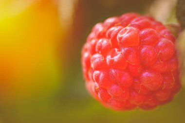 Güneşte ahududu. Kırmızı ahududu yakından. Yeşil yapraklı kırmızı böğürtlen. Bir dalda olgun ahududu fotoğrafı..