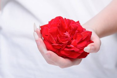 Rose ellerde, yakın plan kızı. Güzel kız elleri kırmızı gül tutuyor. Doğal manikür tırnakları. Güzel, doğal tırnaklar. Tırnaklar, eller, yakın plan gül..