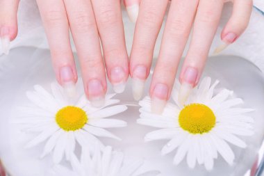 Sağlıklı el ve tırnak kavramı. Tırnaklar için kaplıca tedavisi. Kaplıca salonunda çivi tedavisi prosedürü. Doğal tırnakları olan genç bir kadının yakın çekimi, tabağa konmuş ve iyileşen papatya çayı katılmış.. 
