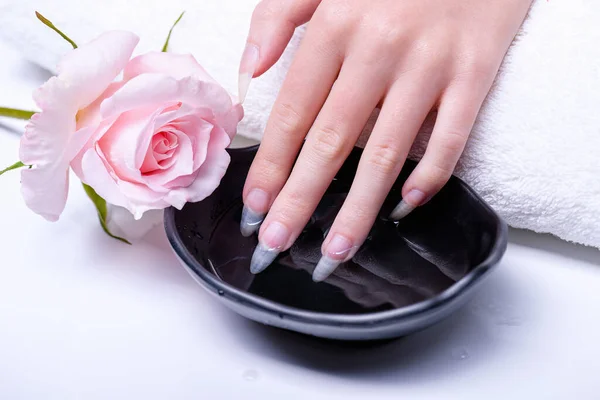 Spa treatments for hand nails close-up. Cosmetic procedures for nails in spa salon. Fingers are dipped in pink water bath. Rose lies table, next to window of water into which woman\'s hand is lowered.