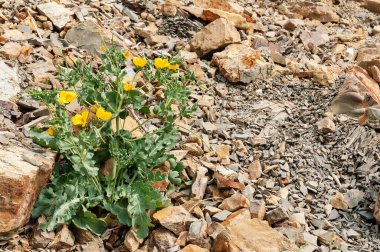  Taş Çiçek. Taş ve çiçeklerden oluşan bir arka plan. Taşların arka planında çiçekler.
