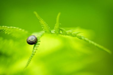 Güneşte yeşil bir yaprak. Vahşi yaşam konsepti. Ekoloji konsepti. Vahşi yaşamı sembolize ediyor. Yeşil yaprak.