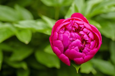 Yağmurdan sonra şakayık gül rönesansı. Kızıl Bahar Çiçeği. Peony Flower 'a odaklan. Şakayık yakın plan. Mutluluğun para çiçeği. 