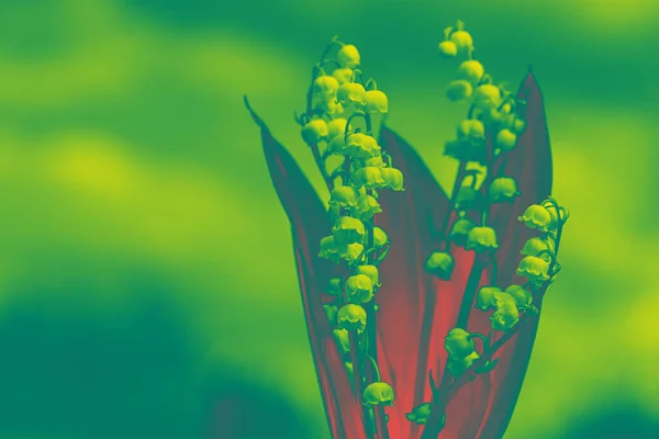 Затонированные Весенние Цветы Желто Красных Тонах Лили Долины Абстрактный Цветок — стоковое фото