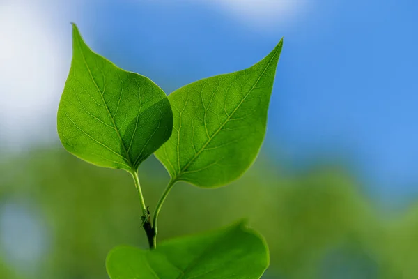 Символ Дикої Природи Зелений Лист Зелений Листовий Синій Фон Green — стокове фото
