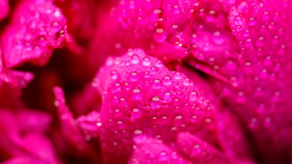 Róża Deszczu Bliska Bliska Liście Piwonii Kroplach Deszczu Selektywny Nacisk — Zdjęcie stockowe