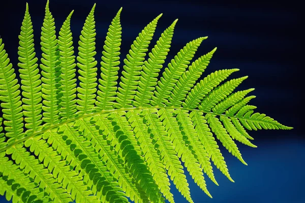 Green ecological wildlife concept background. Ecology concept. Symbol Wildlife Ecology. Green leaf of fern in the sun. Wildlife concept. Green Leaf Fern.