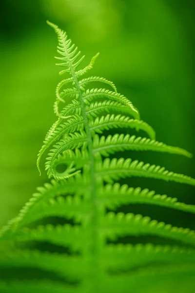 Fern Leaves Ecology Concept Fondo Verde Concepto Vida Silvestre Ecológica —  Fotos de Stock