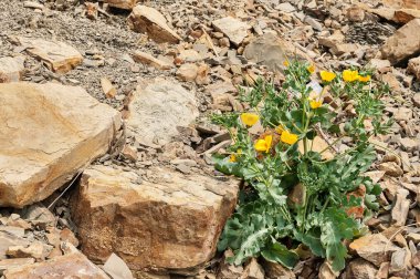 Taş ve çiçeklerden oluşan bir arka plan. Taş Çiçek. Taşlardan oluşan bir arka planda çiçekler.