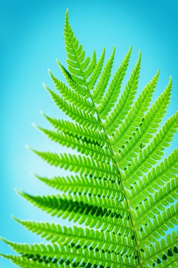 Yeşil yaprak. Yapraklı Yeşil Dal Mavi Gökyüzü Arkaplanı.