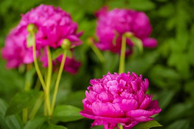 Şakayık çiçeği yakın plan. Şakayık. Şakayık çiçeği seçici odak.