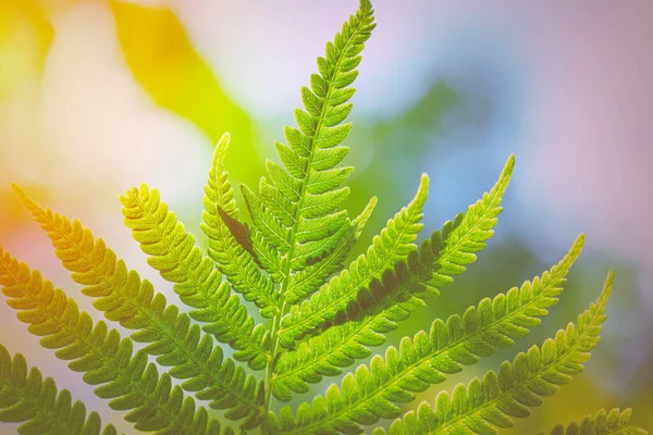 Зелений Листок Дикої Природи Green Sprig Fern Leaves Blue Sky — стокове фото