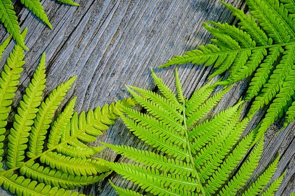 Helecho Verde Deja Fondo Madera Ramitas Verdes Helecho Con Hojas —  Fotos de Stock