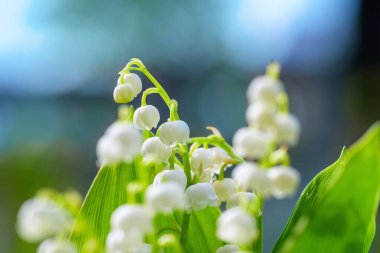Vadinin Çiçek Baharı Zambağı Yatay Yakın plan Macro çekimi. Vazodaki vadideki zambaklar mavi gökyüzüne karşı. Nilüferler vadisinin çiçek açan çiçekleriyle doğal arka plan..