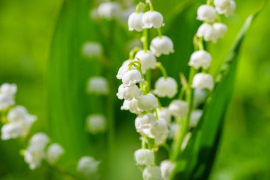 Çiçek Baharı Güneşi Beyaz Yeşil Arkaplan Yatay Vadinin bahar çiçeği zambağı. Vadideki Lily. Ekolojik arkaplan, vadideki yeşil çimlerin çiçek açması, güneş ışığı.. 