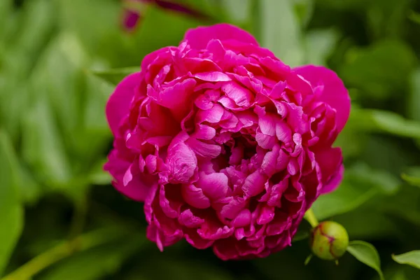 Peony Renascimento Rosa Após Chuva Close Flor Primavera Vermelha Foco — Fotografia de Stock