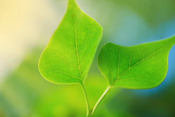Зеленый Лист Синий Фон Символ Дикой Природы Зеленый Лист Зеленый — стоковое фото