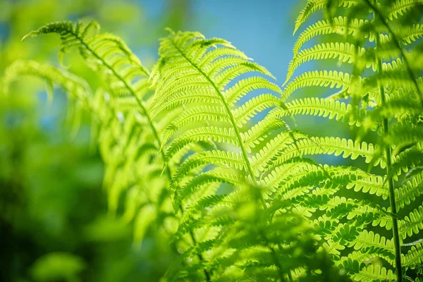 Symbol Wildlife Ecology Gröna Ekologiska Vilda Begrepp Bakgrund Grönt Löv — Stockfoto