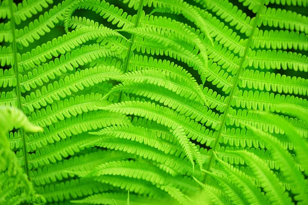 Fondo Verde Concepto Vida Silvestre Ecológica Hoja Verde Helecho Sol —  Fotos de Stock