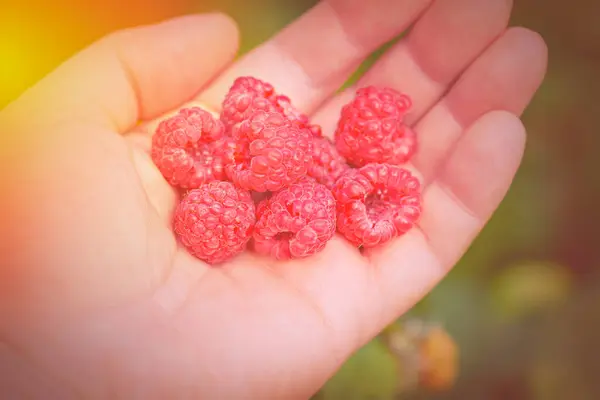 베리요 라즈베리를 클로즈업 라즈베리 라즈베리를 — 스톡 사진