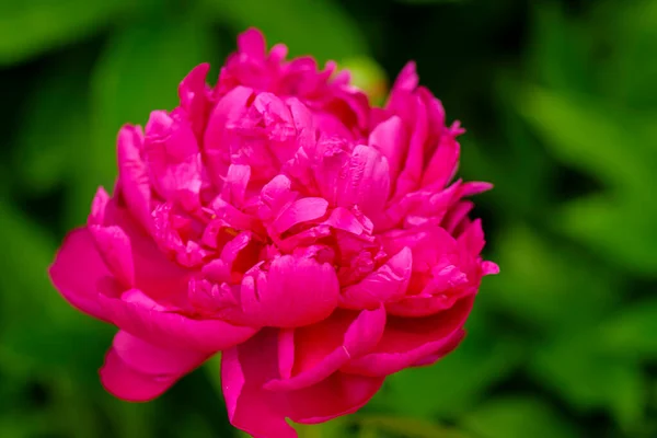 Red Spring Flower. Peony. Selective focus on Peony Flower. Peony close-up. Money flower of happiness.