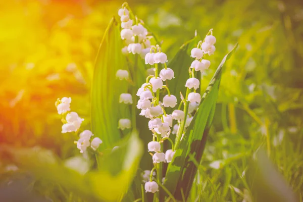 Sun rays fall on beautiful spring blooming flower. Flower Spring Sun White Green Background Horizontal. Ecological background Blooming lily of the valley on green grass background in the sunlight.