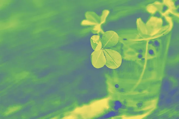 Toned photo of a four leaf clover in green yellow tones.  Four-leaf clover glass with water  wooden background. Green four leaf clover in the sun close-up. Clover for good luck.