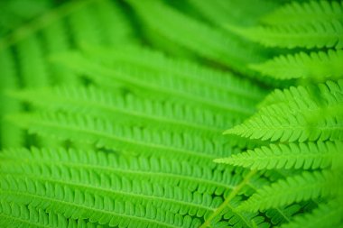 Eğreltiotu Ekoloji Konseptini Bırakıyor. Vahşi yaşamı tanıtmak için yeşil arka plan. Eko kavramı.