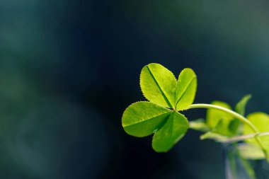 Dört yapraklı yonca. İyi şans için dört yapraklı yonca arka planı. Yeşil yonca yakın plan. 