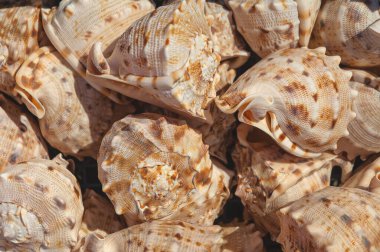 Yumuşakçanın üst görüntüsü. Kabukların üst görünümü. Kavramsal deniz kabuğu grubu. Deniz yumuşakçaları yakın çekim. Egzotik kabukların arka planı. Deniz kabuğu arkaplanı. 