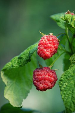Güneşte ahududu. Bahçedeki bir dalda ahududu. Yeşil yapraklı kırmızı böğürtlen. Bir dalda olgun ahududu fotoğrafı..