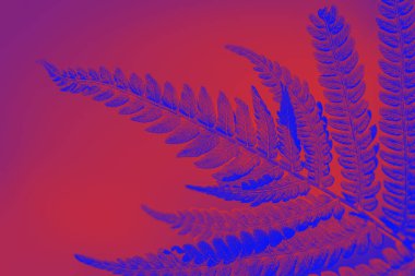 Vahşi yaşamın tonlu bir fotoğrafı. Turuncu ve mavi tonlu arka plan eğreltiotu yapraklarında. Popüler sanat işlemlerinde eğreltiotu yakın çekimi. Moda renkli vahşi yaşam.. 