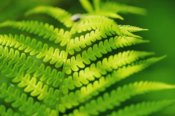 Fern Leaves Ecology Concept Wildlife Paportik Green Leaf Inglés Fondo —  Fotos de Stock