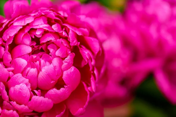 Selective focus on Peony Flower. Peony rose renaissance after rain close-up. Red Spring Flower. Peony close-up. Money flower of happiness.