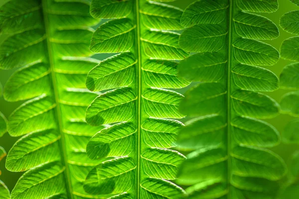 Concepto Ecológico Fern Leaves Ecology Concept Fondo Verde Para Publicidad —  Fotos de Stock