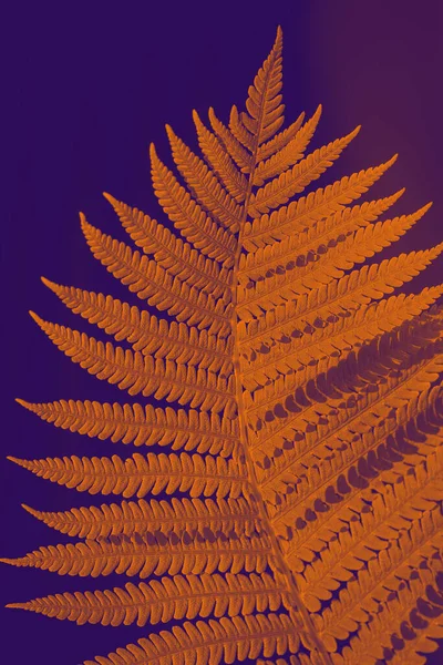 Toned background in orange and violet tones in the sunshine fern leaves. Fashionable tinted wildlife. Fern close-up in pop art processing.