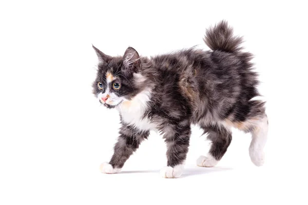 Amerikaanse Bobtail Een Witte Geïsoleerde Achtergrond — Stockfoto