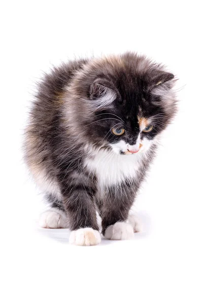 Malé Kotě Hraje Bílém Izolovaném Pozadí Roztomilé Kotě — Stock fotografie