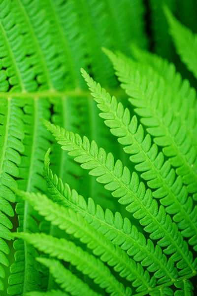 Zielony Liść Fern Koncepcja Ekologicznej Fauny Flory Koncepcja Ekologiczna Symbol — Zdjęcie stockowe