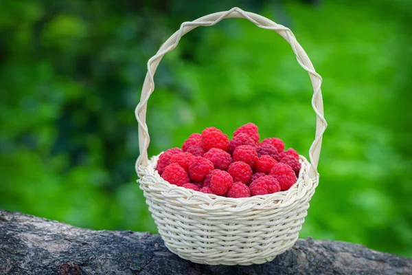 Reife Beeren Weidenkorb Vintage Korb Mit Himbeeren Rote Himbeeren Himbeeren — Stockfoto